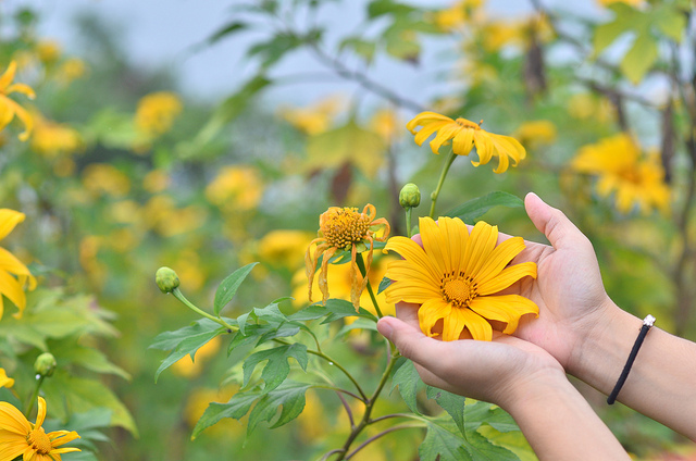 Nét đẹp của hoa dã quỳ là sự kết hợp giữa hoa cúc vàng và hoa hướng dương.