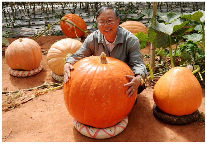 Nhà nông Lê Hữu Phan và bí ngô Mỹ khổng lồ