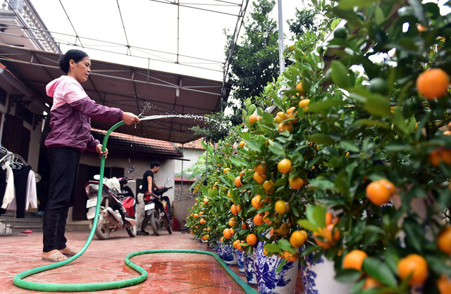 Chị Đỗ Thị Mai - chủ một nhà vườn tại Văn Giang có kinh nghiệm trồng và chăm sóc cây cảnh hàng chục năm nay bất ngờ tung ra thị trường sản phẩm mới, duy nhất gia đình chị có đó là quất bonsai hồ lô.