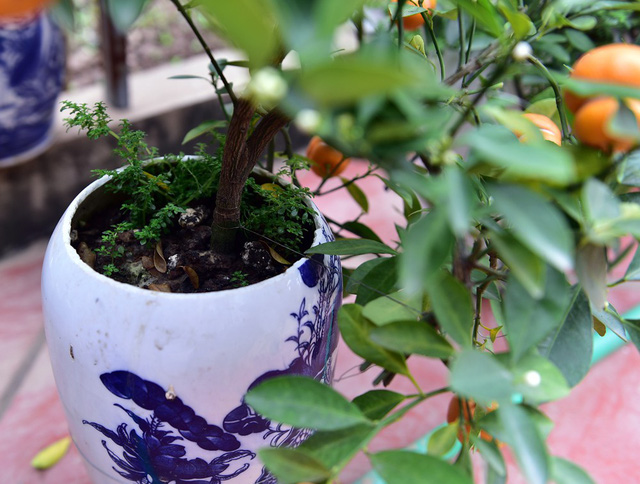 Những chậu quất bonsai hình hồ lô được trồng trên các chậu bonsai theo sở thích, thị hiếu của khách hàng.