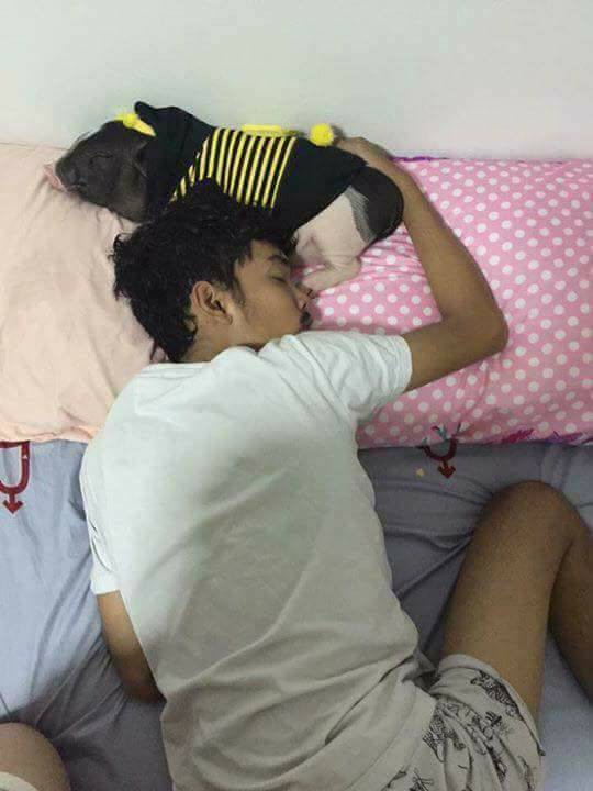 Những hình ảnh dễ thương của chú heo cảnh bất ngờ gây sốt