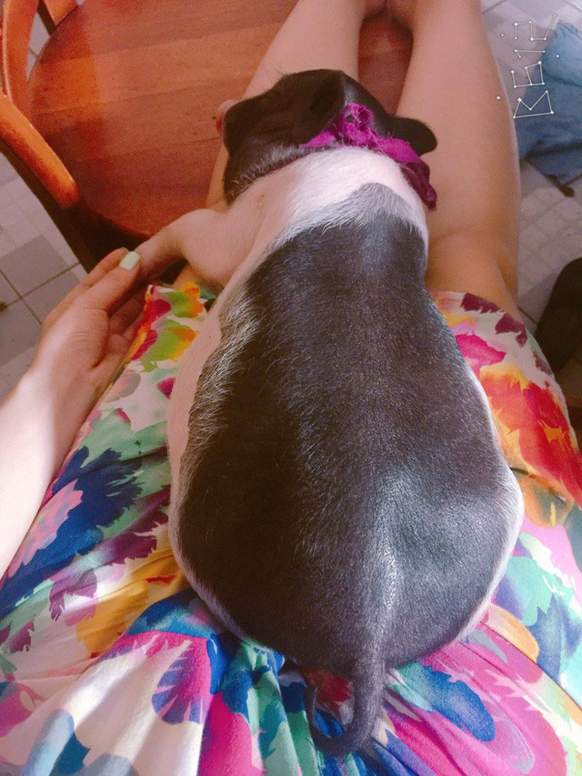  Chú heo từng gây sốt mạng vì độ dễ thương 