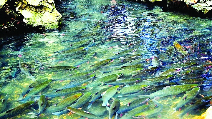 Loài cá kỳ bí