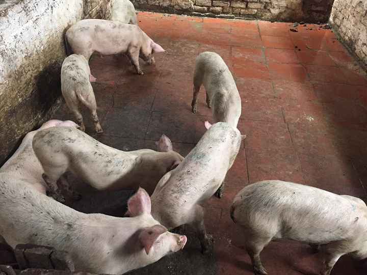 Đàn lợn mới nhập chuồng được 1 tháng của nhà chị Đức (Ảnh Hồng Nụ)