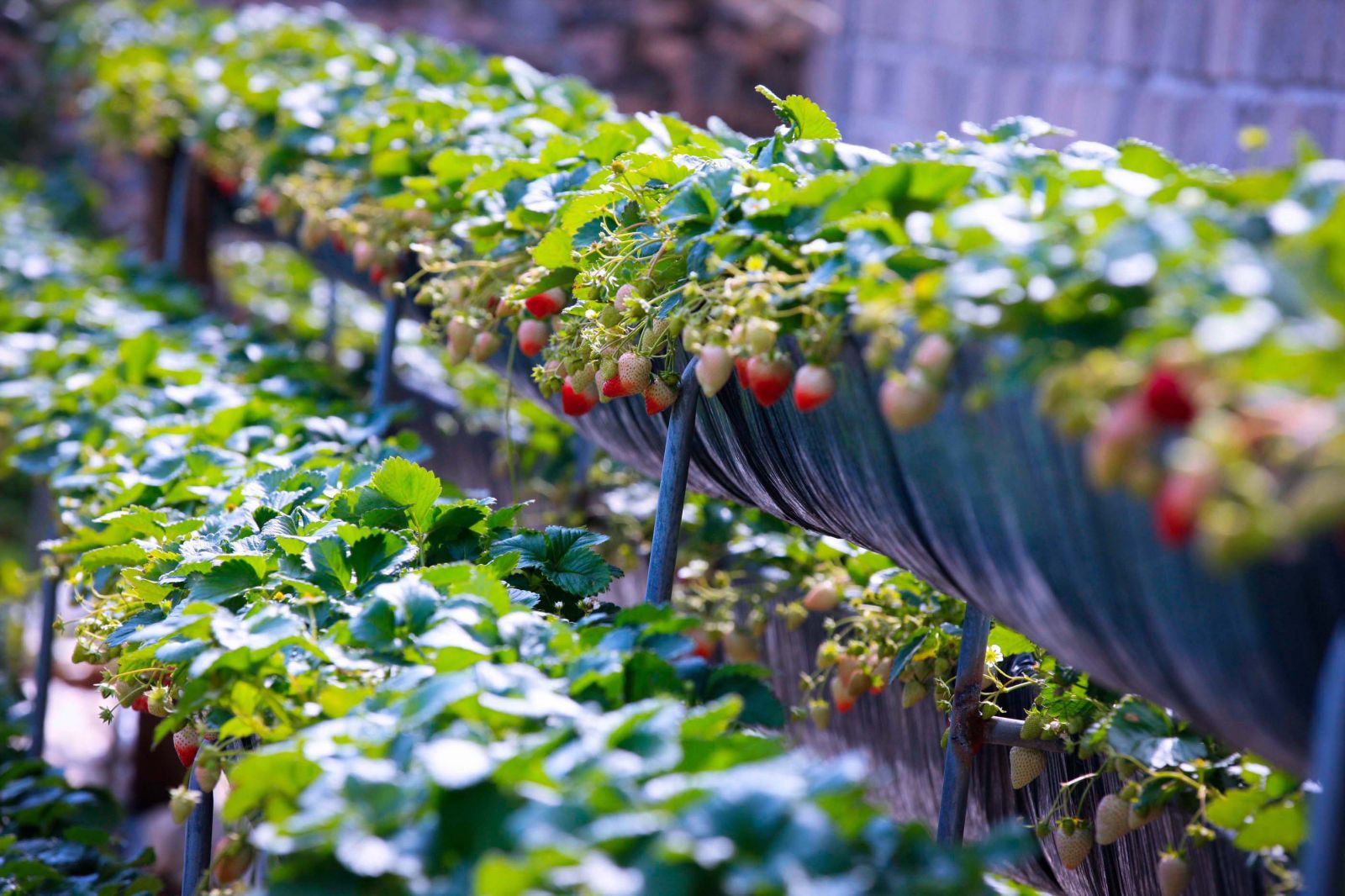 Mộc Châu không chỉ có hoa mận trắng tinh khôi, cải vàng rực rỡ mà còn có những vườn dâu tây chín đỏ, hấp dẫn du khách.