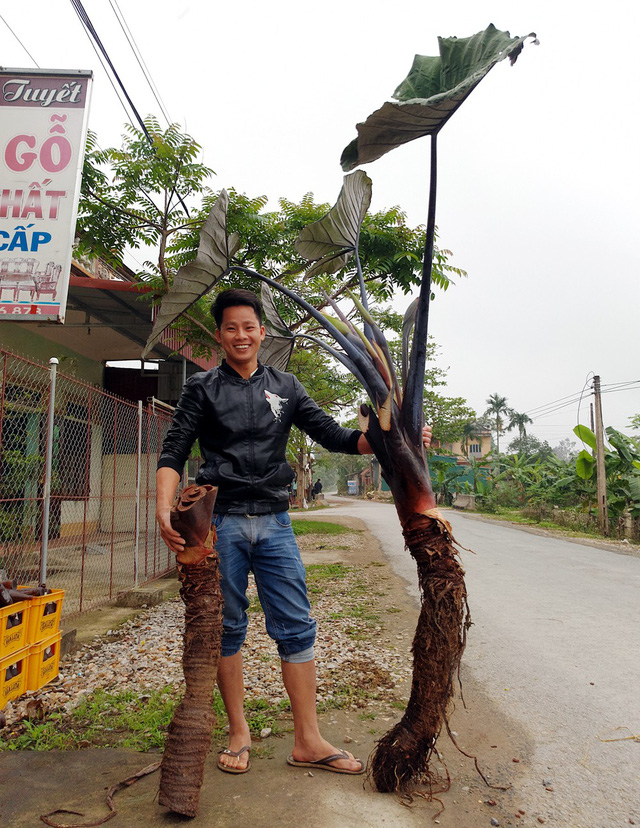 2 trong nhiều củ khoai môn khổng lồ nặng trên 10kg.