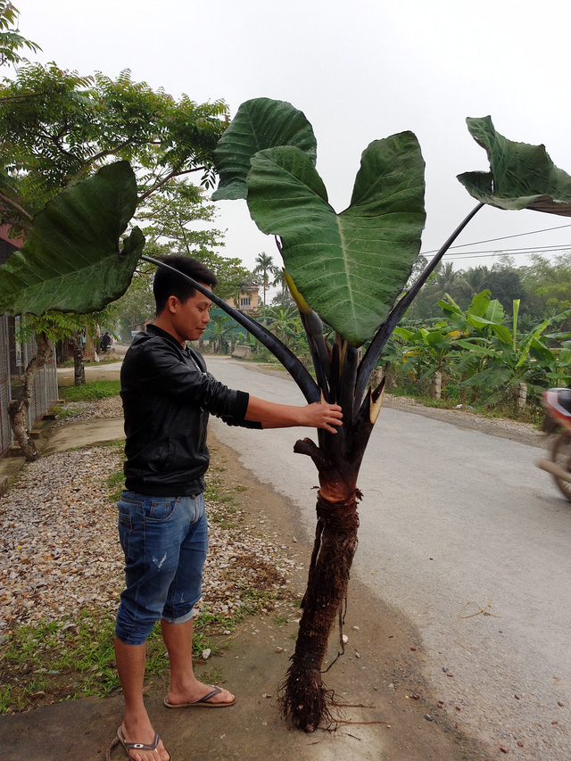 Một củ khoai có tổng chiều cao lên đến 2,5m.