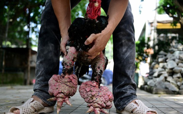  Trong khi gà ta xịn giá chỉ 120-180 nghìn/kg thì gà Đông Tảo được định giá theo chân, những con chân to từng được bán giá 40-50 triệu đồng. 