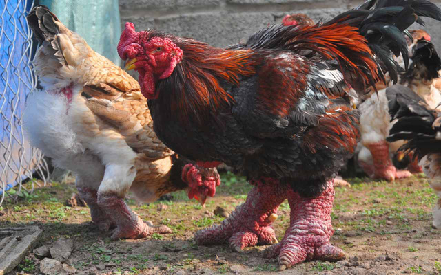 Sở dĩ những con gà quý này đắt đỏ gấp nhiều lần gà thịt, bởi đây là những con đáp ứng được tiêu chuẩn nhân giống.