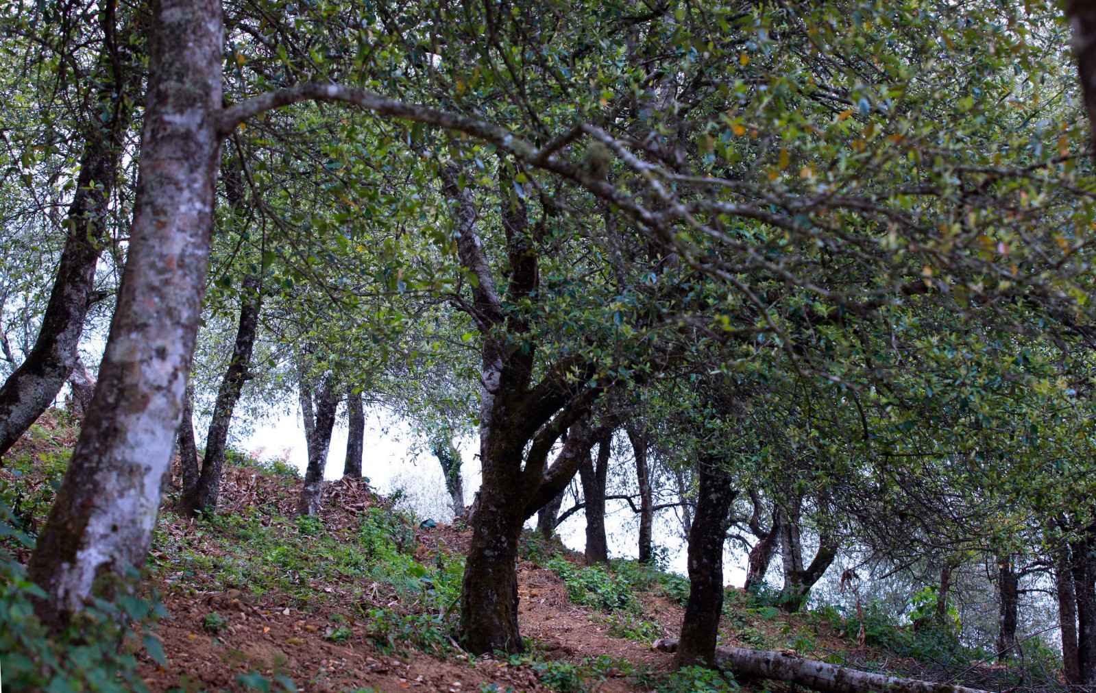 Khí hậu và thổ nhưỡng ở Xím Vàng, Hang Chú) phù hợp để những cánh rừng táo mèo sinh trưởng và thường ra hoa, kết trái dịp cuối tháng Ba, đầu tháng Tư.