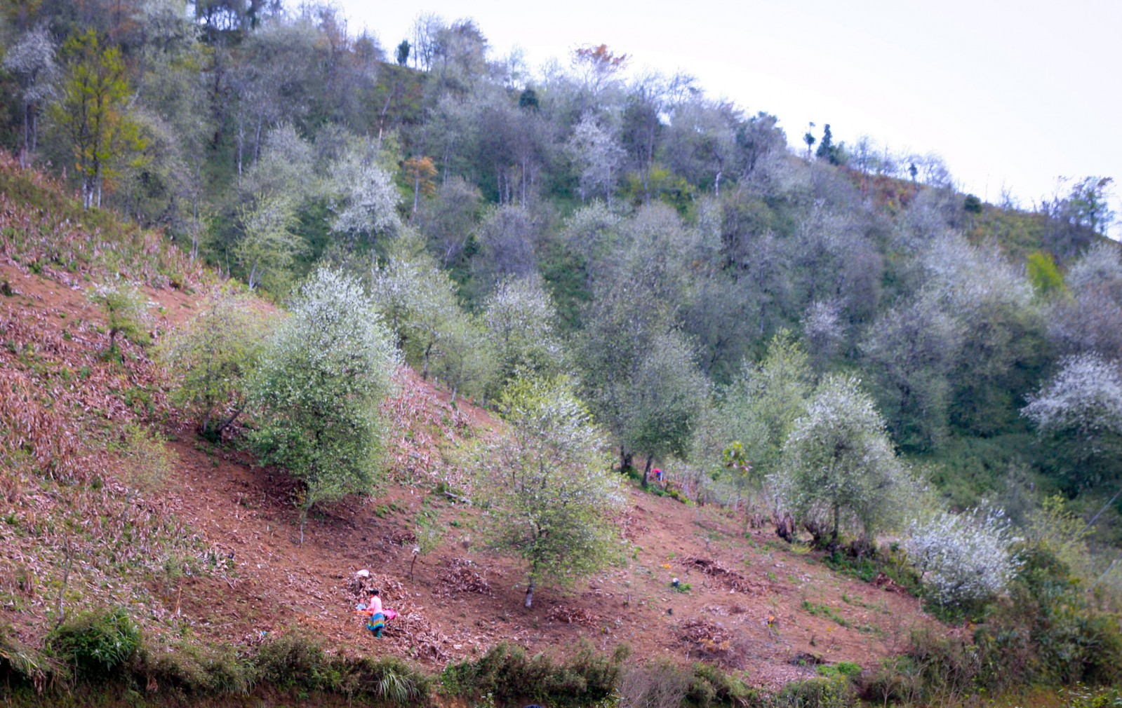 Là một trong những nơi có diện tích trồng táo mèo lớn nhất huyện Bắc Yên, khi trổ bông, núi đồi Xím Vàng bừng sáng và ngập tràn màu trắng trong sắc xuân.