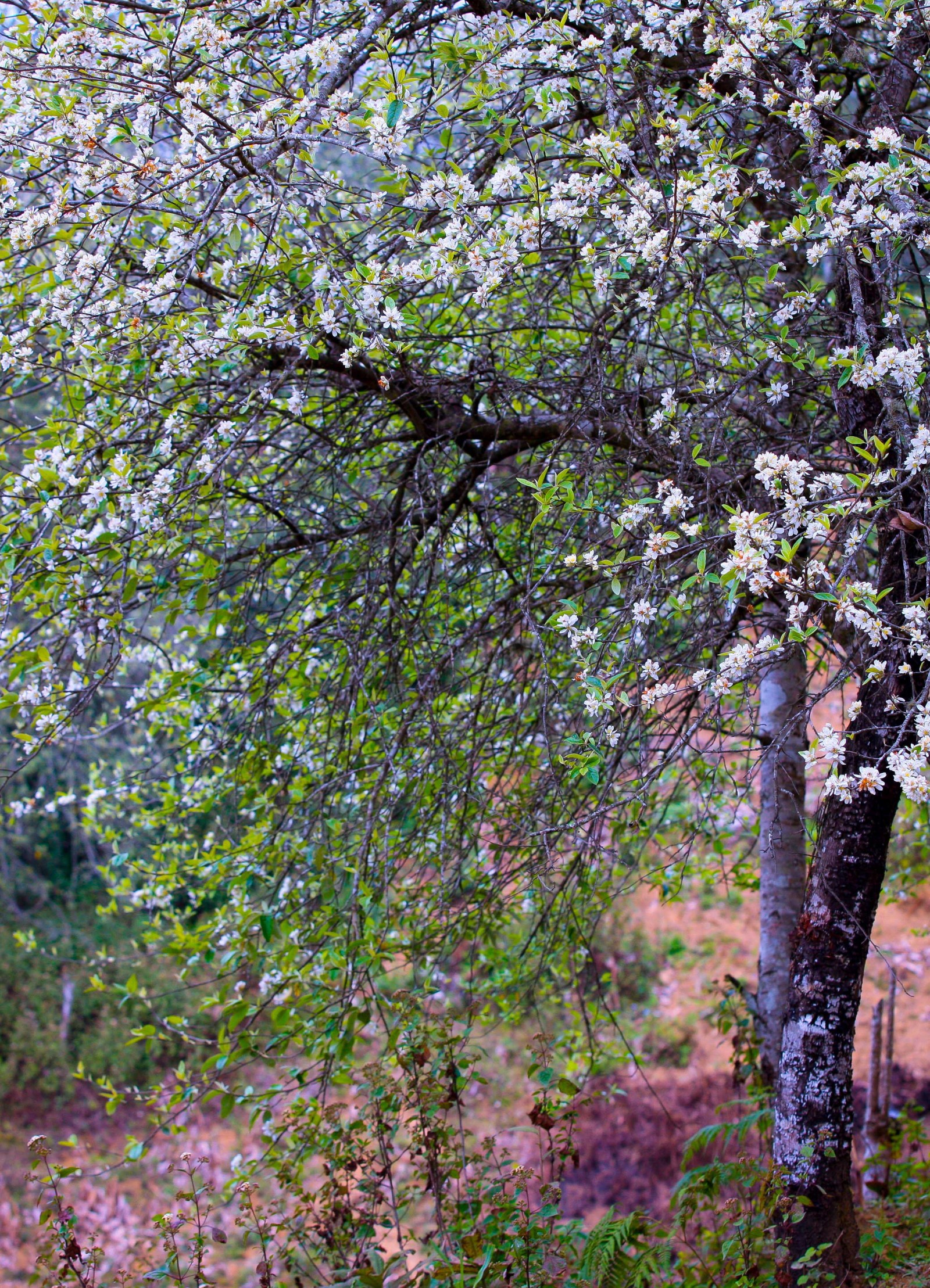Dưới xuôi, thời gian đo bằng công việc, bằng tuần, bằng tháng còn trên những đỉnh núi cao ở Xím Vàng, nhịp thời gian tính bằng những ngày cây táo mèo ra hoa trắng và những ngày trổ quả xanh.
