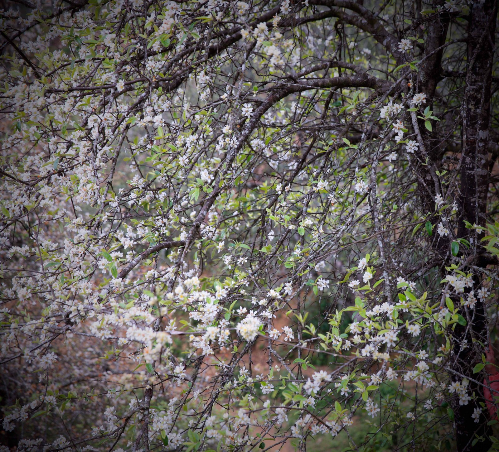 Đến Xím Vàng vào những ngày ra hoa lộng lẫy của táo mèo, lẫn trong màu xanh của lá non là màu trắng tinh khôi của táo mèo mùa trổ bông.