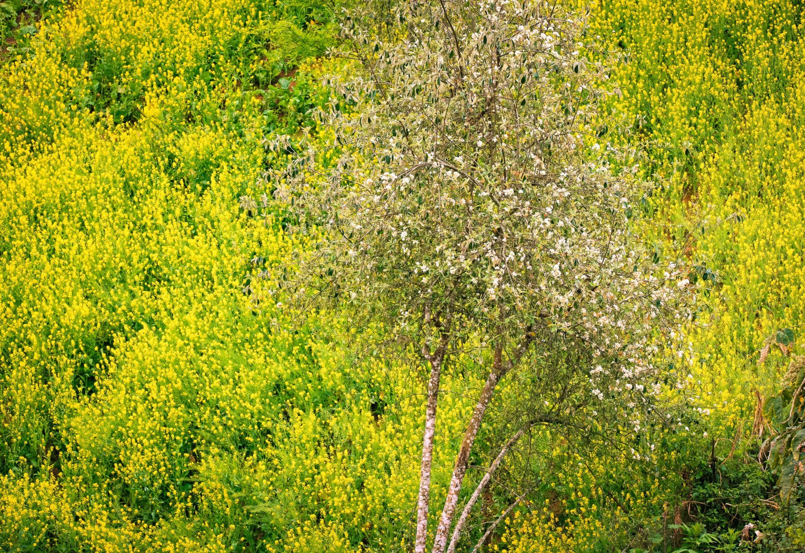 … và cũng là thời điểm những vườn cải vàng của bà con dân tộc Mông ở Xím Vàng nở hoa vàng rực, làm nền cho cây táo mèo đơm hoa trong vườn, tạo nên bức tranh đẹp đa sắc nơi miền sơn cước.