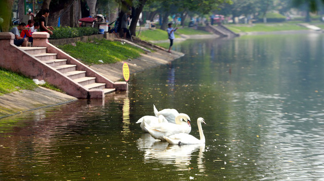 Những ngày Hà Nội nắng nóng nhưng khu vực hồ khá mát mẻ khiến thiên nga vẫn sinh trưởng bình thường.