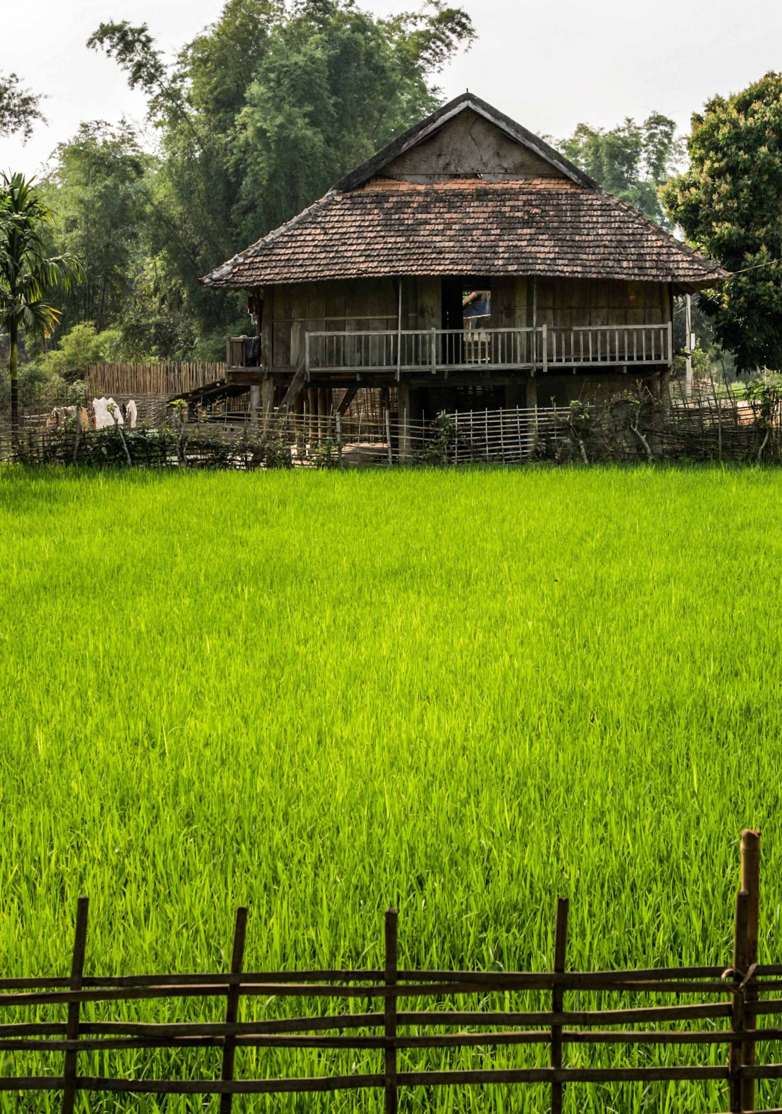 Trên cánh đồng của bản là những giống lúa tạo nên đặc sản gạo thơm Điện Biên.