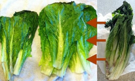 Rau héo chớ vội bỏ đi, ngâm ngay vào thứ nước này rau sẽ tươi roi rói ngay lập tức 2
