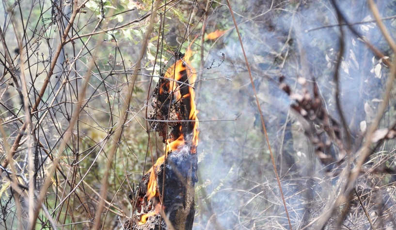 Một số điểm vẫn còn xuất hiện đám lửa cháy âm ỉ trong những gốc gỗ mục.