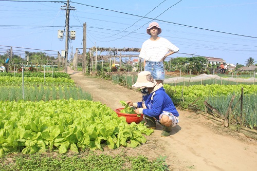 Làng rau Trà Quế (Hội An) – điểm đến du lịch sinh thái hấp dẫn du khách - Ảnh 13