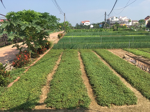 Làng rau Trà Quế (Hội An) – điểm đến du lịch sinh thái hấp dẫn du khách - Ảnh 14
