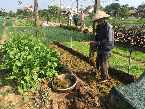 Làng rau Trà Quế (Hội An) – điểm đến du lịch sinh thái hấp dẫn du khách - Ảnh 2
