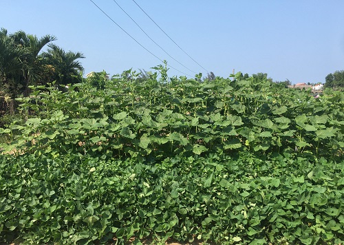 Làng rau Trà Quế (Hội An) – điểm đến du lịch sinh thái hấp dẫn du khách - Ảnh 3