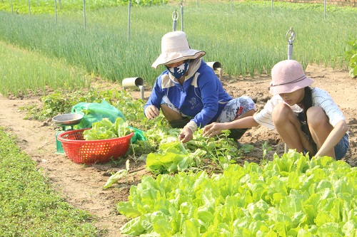 Làng rau Trà Quế (Hội An) – điểm đến du lịch sinh thái hấp dẫn du khách - Ảnh 6
