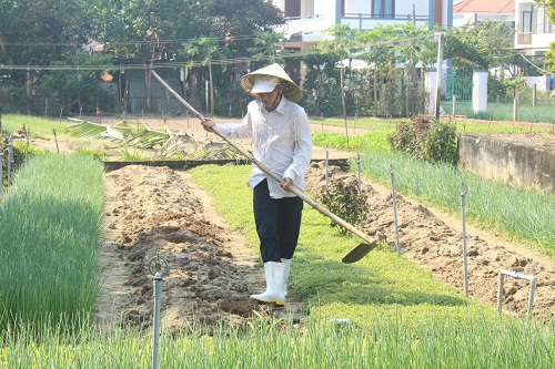 Làng rau Trà Quế (Hội An) – điểm đến du lịch sinh thái hấp dẫn du khách - Ảnh 5