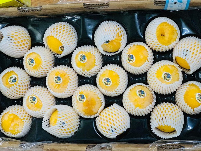 Mận vàng giá 50.000 đồng/quả có gì đặc biệt khiến nhà giàu Hà Nội săn lùng? - Ảnh 1. Mận vàng giá 50.000 đồng/quả có gì đặc biệt khiến nhà giàu Hà Nội săn lùng? - Ảnh 1.