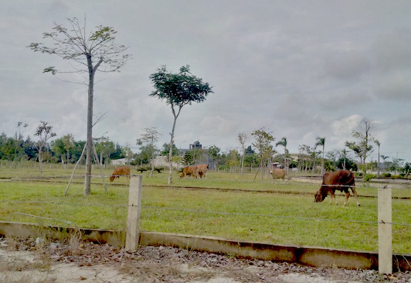 Nhiều khu đô thị ma trở thành bãi nuôi bò của người dân