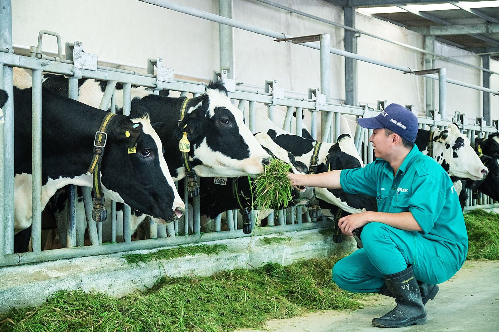 The new home to over 8,000 dairy cows and calves.