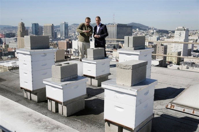 Honey bee farm on the hotel rooftop