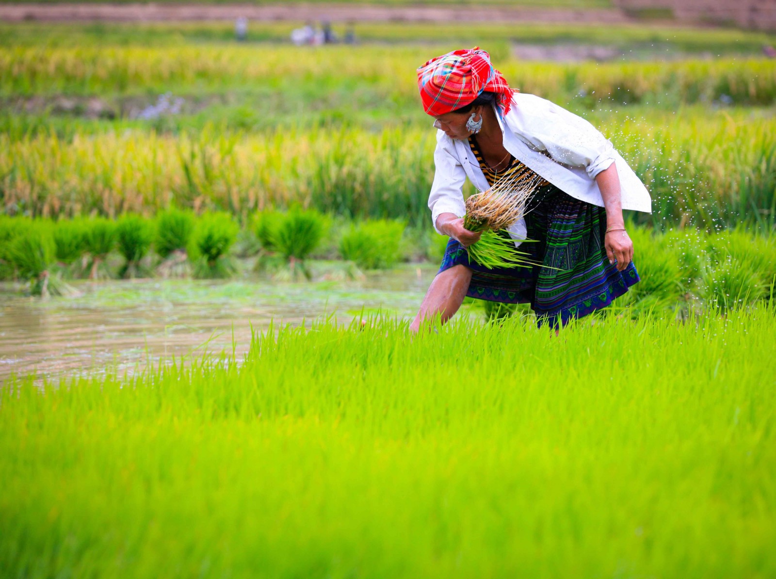Người phụ nữ dân tộc Mông ở xã Chế Cu Nha nhổ mạ chuẩn bị vụ gieo cấy.