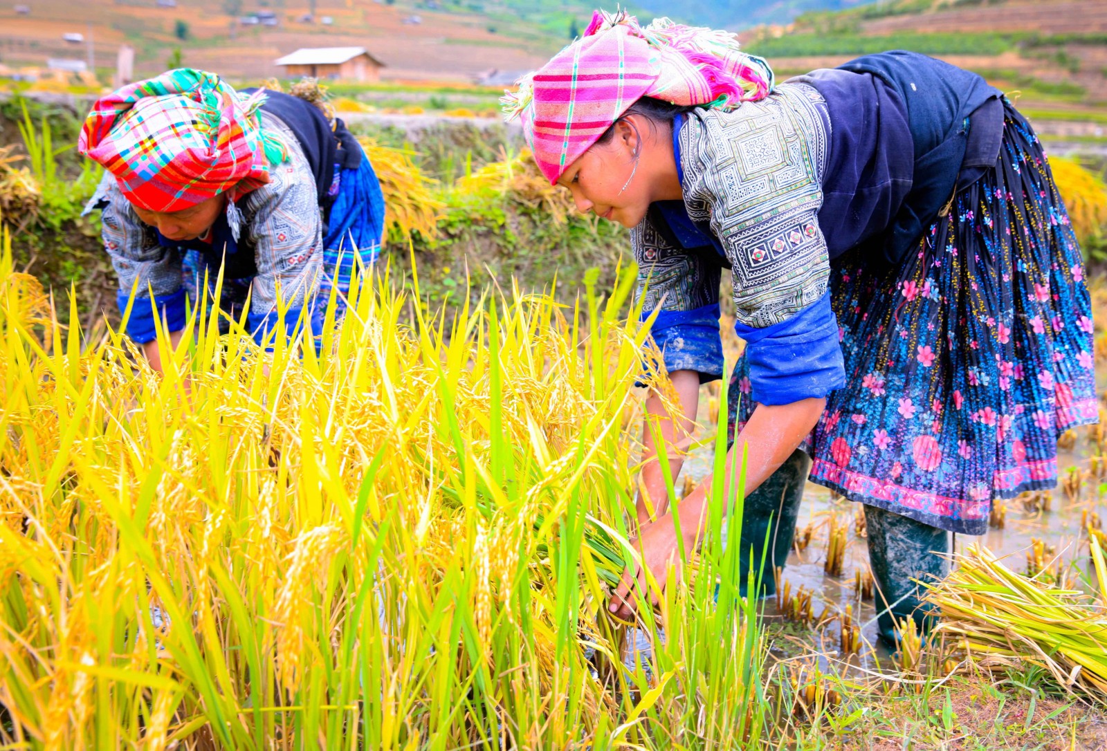 Bên đám mạ non xanh mơn mởn giữa vùng đất vàng nâu, vài cô gái dân tộc Mông váy áo sặc sỡ đang khom người gặt nốt những đám lúa trồng ở các thửa ruộng thấp…