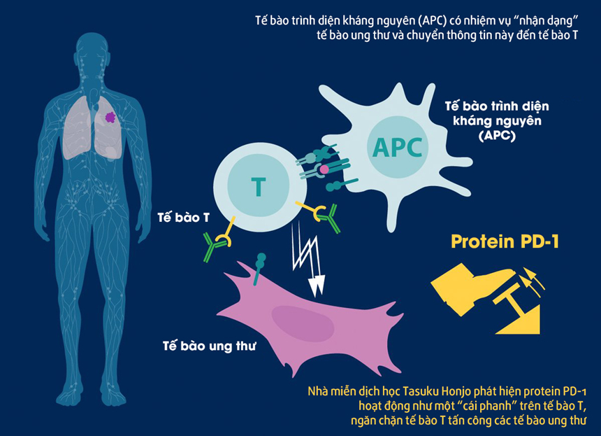 Cơ chế hoạt động của protein PD-1 trong việc điều trị ung thư, phát hiện của ông Honjo. Ảnh: Twitter/Nobel Prize