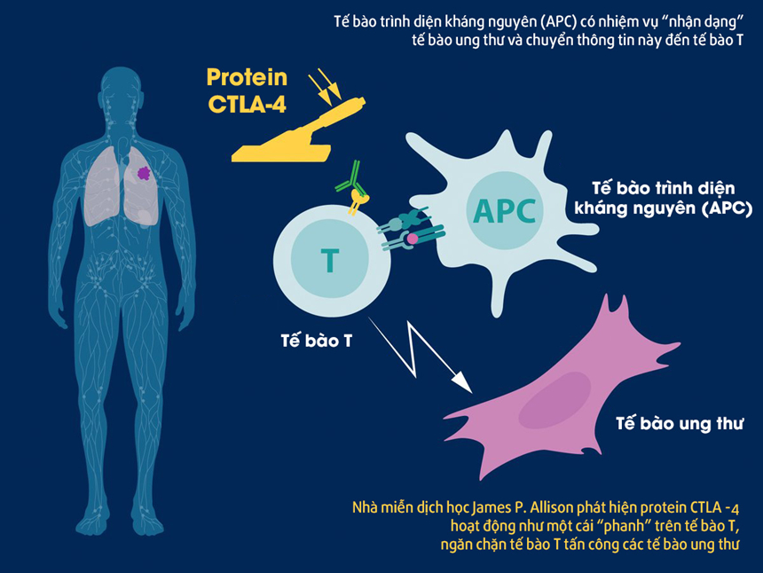 Cơ chế hoạt động của protein CTLA - 4 trong việc điều trị ung thư, phát hiện của ông Allison. Ảnh: Twitter/Nobel Prize