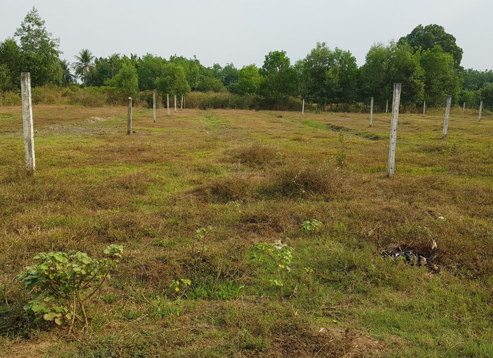 Một khu đất nông nghiệp đã được phân lô bán nền ở phường Ninh Sơn.