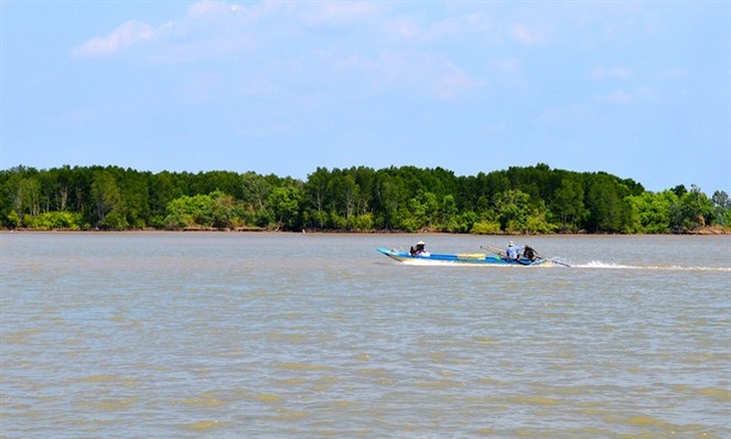 Rừng phòng hộ Vàm Xẻo Nhàu ở huyện An Minh - Kiên Giang đang bị xói lở thành từng mảng ăn sâu vào trong đê biển.
