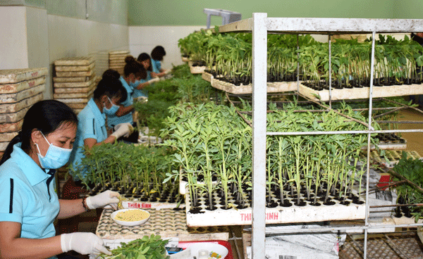 Sản xuất cây giống cà chua chất lượng cao ở vùng nông nghiệp công nghệ cao xã Lạc Lâm, huyện Đơn Dương. Ảnh: V.Việt