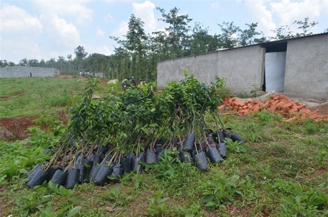 Người dân mua cây về tập kết chuẩn bị mang đi trồng