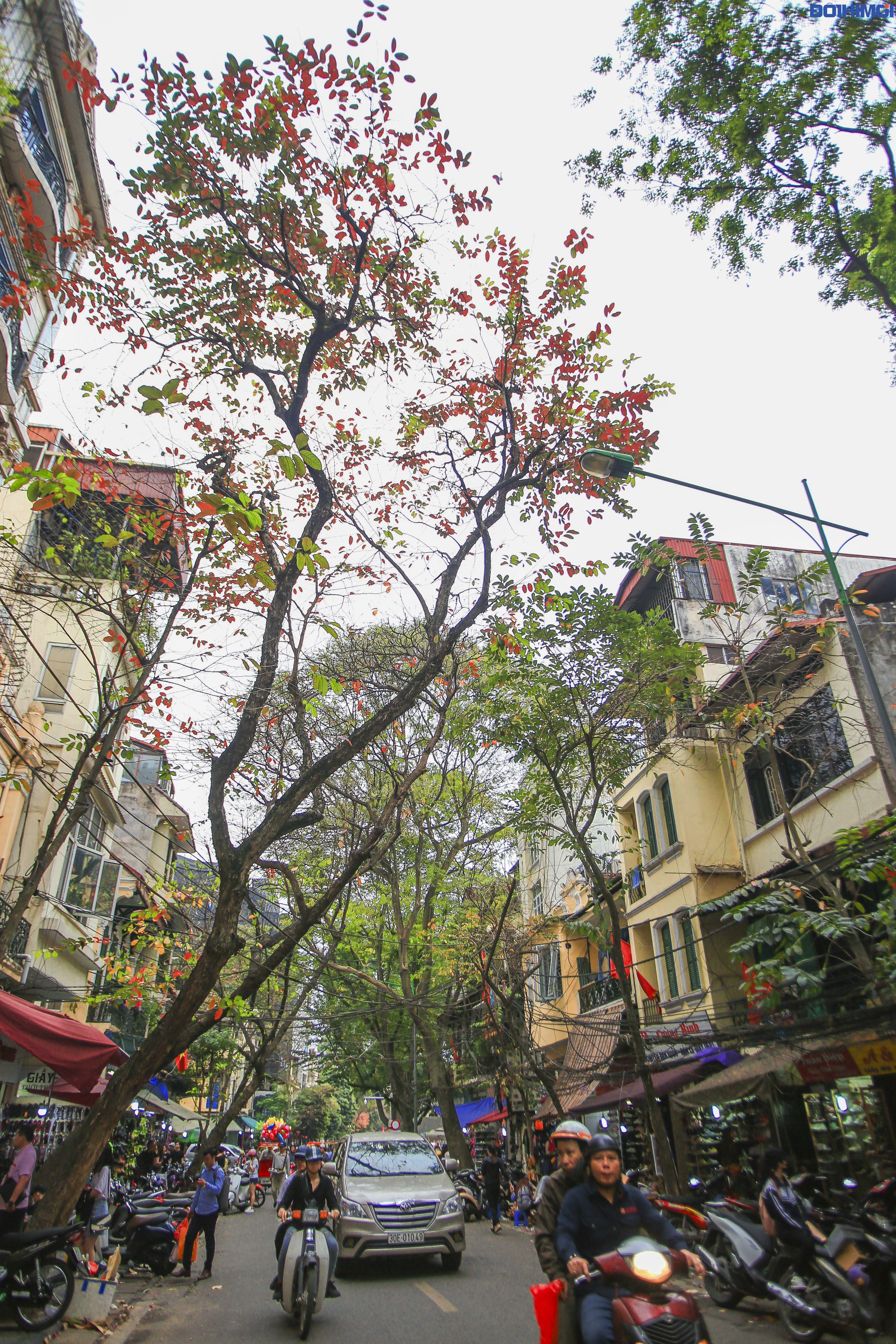 Mỗi góc phố, mỗi con đường của Hà Nội vào mùa cây thay lá đều khiến người ta ngẩn ngơ vì vẻ đẹp, vẻ lên thơ và lãng mạn.