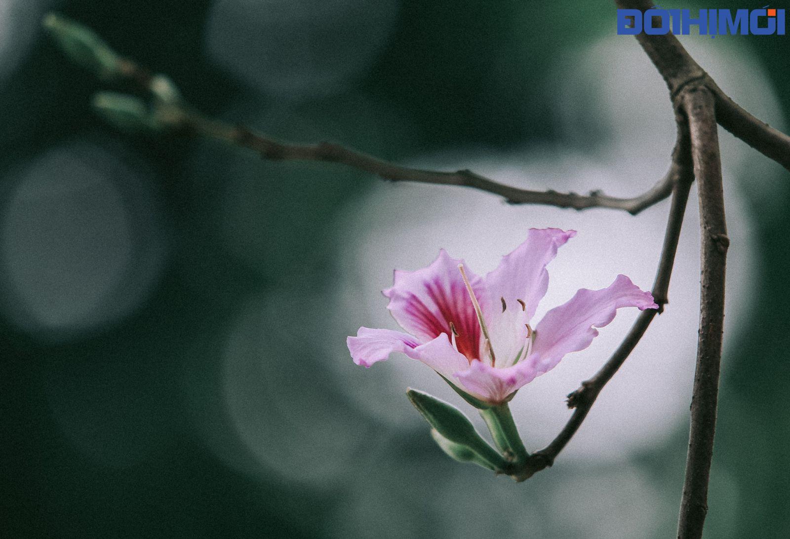 Cây hoa ban còn có tên gọi là móng bò sọc, có nguồn gốc ở miền đông nam châu Á, từ miền nam Trung Quốc kéo dài về phía tây tới Ấn Độ. Thông thường chỉ gọi là cây ban, tuy nhiên, do có nhiều loài cùng chi cũng có tên là ban nên cây hoa ban thường được gọi theo màu hoa của nó, như hoa ban trắng, ban hồng, ban tím.