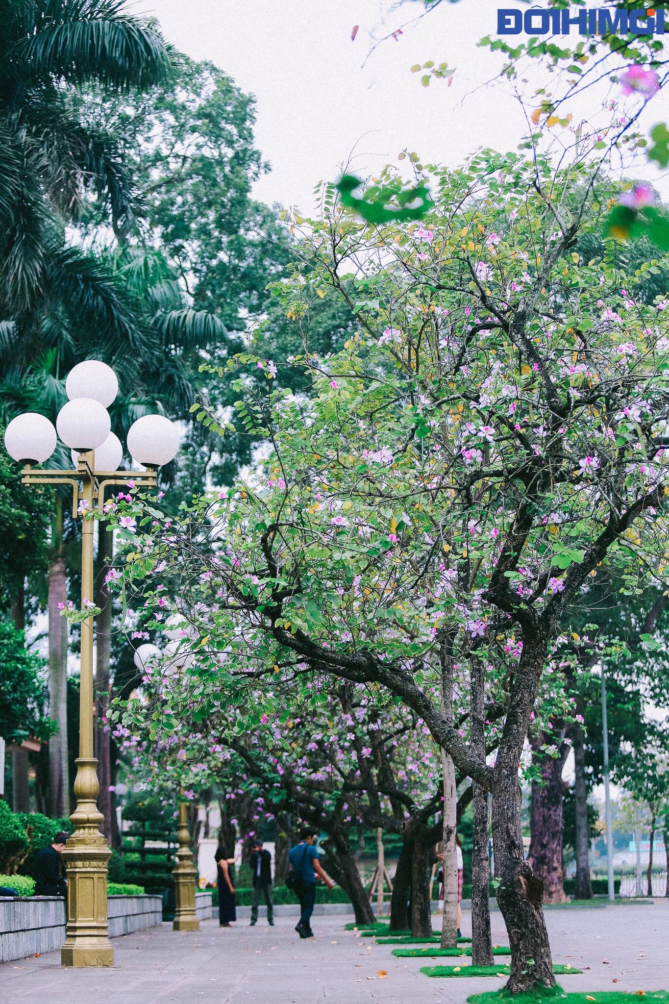 Hoa ban - một loài hoa của núi rừng Tây Bắc nở giữa phố phường Hà Nội luôn đem lại cho người ngắm hoa những xúc cảm đặc biệt.