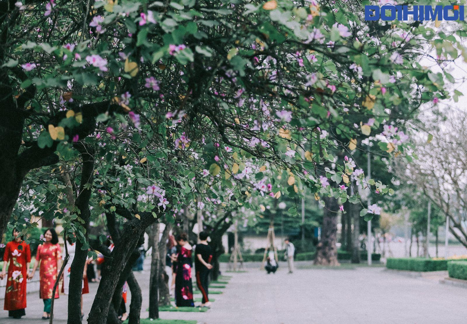 Hoa ban từ lâu đã được trồng rất nhiều ở Hà Nội, nhưng những cây hoa ban trên đường Hoàng Diệu, Bắc Sơn luôn được nhiều người biết đến hơn cả.