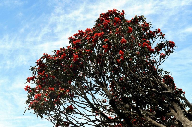 Hoa của những cây đỗ quyên trăm tuổi được hấp thụ linh khí đất trời, luôn tươi tắn, đượm sắc, bất chấp điều kiện thời tiết khí hậu từ độ cao hơn 2.000 mét trở lên luôn giá lạnh.