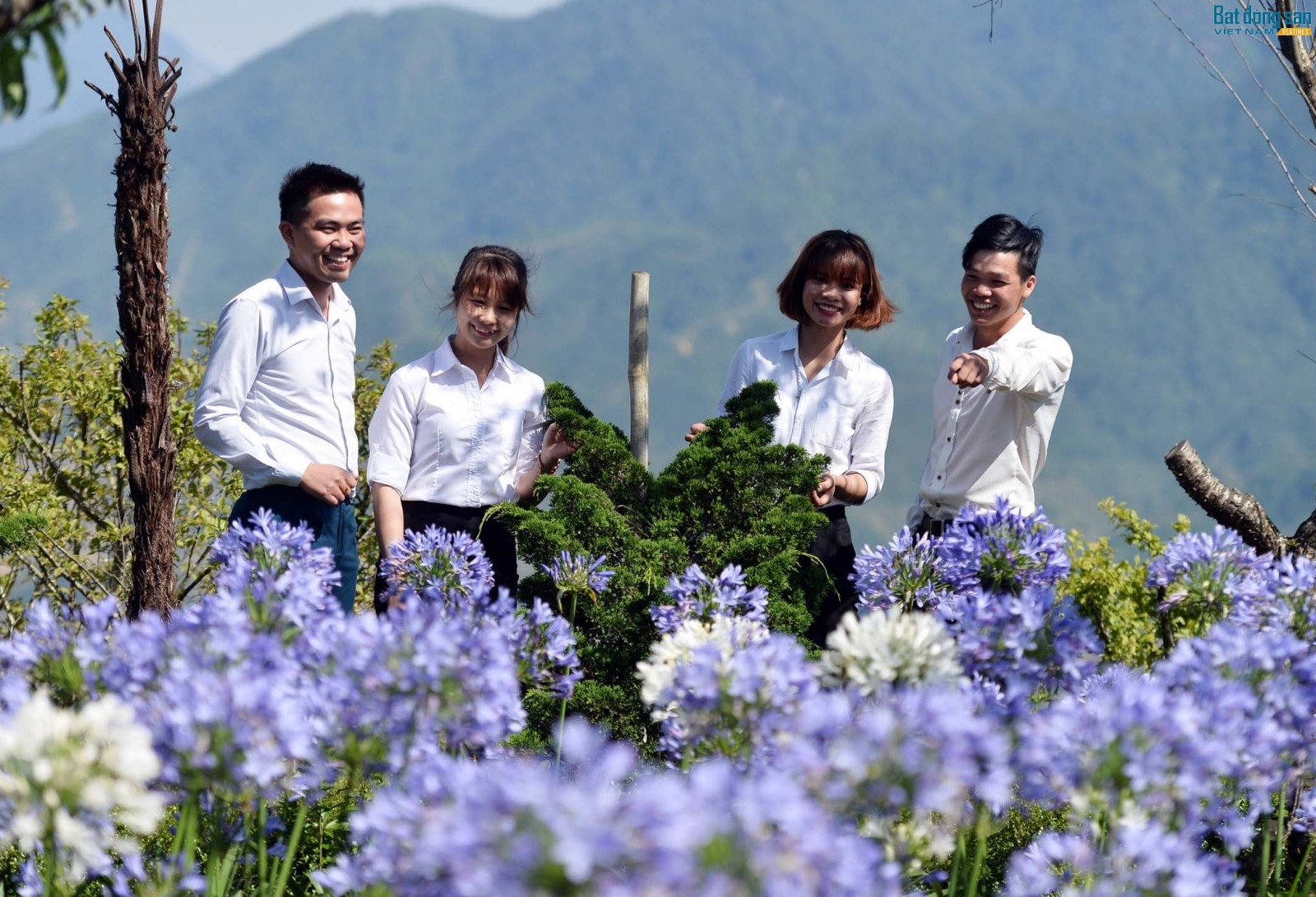 Những giống hoa cẩm tú cầu, arapang, phong lữ… đã trồng thành công tại Sun World Ba Na Hills (Đà Nẵng), nay được đem về nuôi dưỡng để tô điểm cho vùng sơn cước.