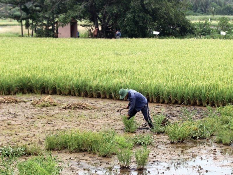 Cư dân TP.HCM vẫn phải trồng lúa kiếm sống tại nền đất của dự án khu đô thị Bình Quới - Thanh Đa. Ảnh: Đ.T.
