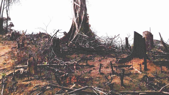 Một phần hiện trường diện tích rừng ở xã An Hưng, huyện An Lão bị tàn phá. Ảnh: Báo Bình Định.