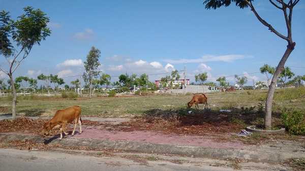 Nhiều khu đô thị bỏ hoang, trở thành bãi chăn bò của người dân trong khu vực.