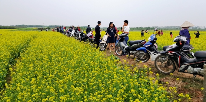 Người dân địa phương và từ nhiều tỉnh, thành khác đổ về xã Hồng Lý để ngắm cánh đồng hoa cải và chụp hình lưu niệm.